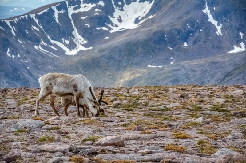 ReindeerCairngorms.jpg