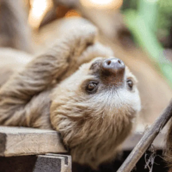 sloth.png