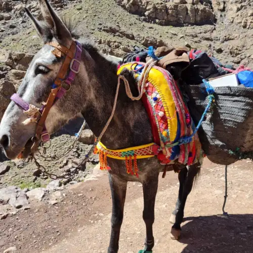 View this trip - The High Atlas 40km