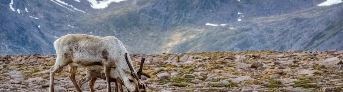 View this trip - Durrell in Scotland - Cairngorms Three Peaks and Project Visit