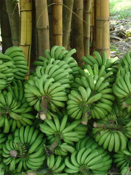 Costa-Rica-Bananas.jpg