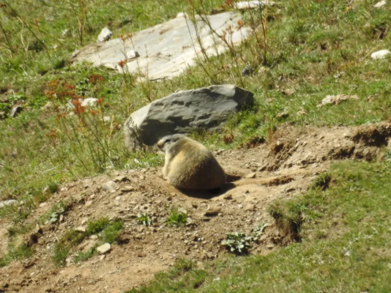 Marmot-Spain.jpg