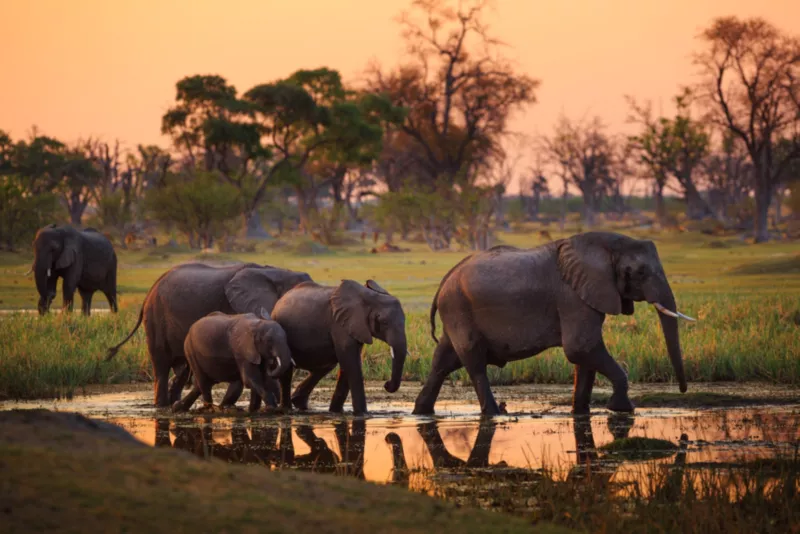 Elephants-in-the-reserve.jpg