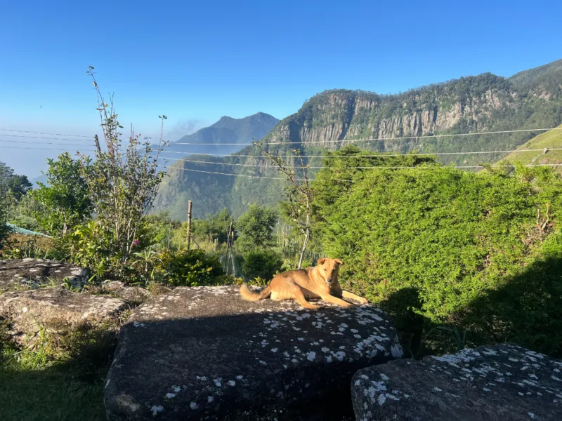 Misty-Lodge-view.jpg