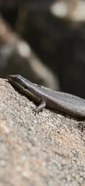 reptile_summit.jpg